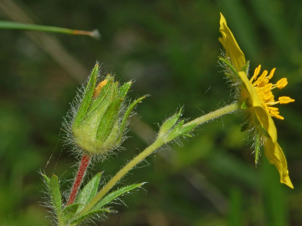 Potentilla pedata